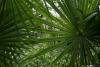Striking, verdant palm leaves purposely obscure our path as we head back, breathing a reminder of the Maya into our souls