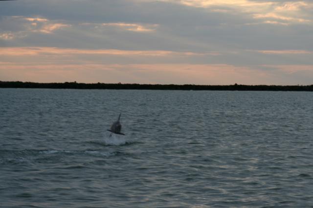 A blessed farewell message from Nature herself… a trio of dolphins followed our boat as the sun set over the bay.