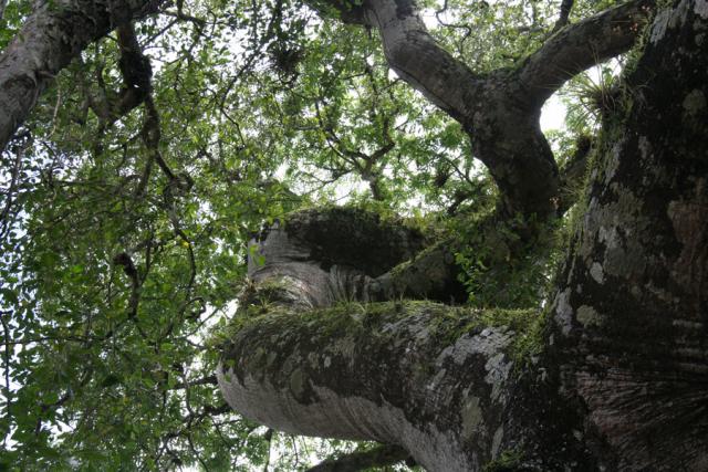A rich, moss-covered branch of the Ceiba tree.  For the Maya, the Ceiba, which they called Yaxche, was the revered Tree of Life.